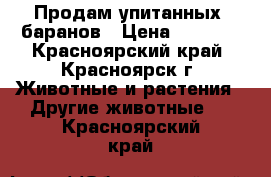 Продам упитанных  баранов › Цена ­ 6 000 - Красноярский край, Красноярск г. Животные и растения » Другие животные   . Красноярский край